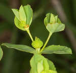 Warty spurge